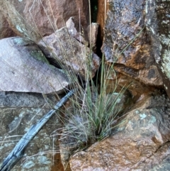 Juncus remotiflorus at Cocoparra National Park - 23 Jun 2024