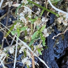 Alternanthera denticulata (Lesser Joyweed) at Cocoparra National Park - 23 Jun 2024 by Tapirlord