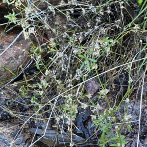 Alternanthera denticulata at Cocoparra National Park - 23 Jun 2024