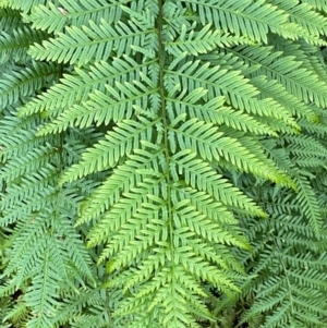 Pteris tremula at Cocoparra National Park - suppressed