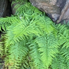 Pteris tremula at Cocoparra National Park - 23 Jun 2024