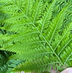 Pteris tremula at Cocoparra National Park - 23 Jun 2024