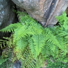 Pteris tremula at Cocoparra National Park - suppressed