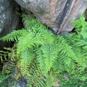 Pteris tremula at Cocoparra National Park - suppressed