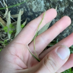 Microlaena stipoides (Weeping Grass) at Cocoparra National Park - 23 Jun 2024 by Tapirlord