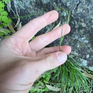 Microlaena stipoides at Cocoparra National Park - 23 Jun 2024