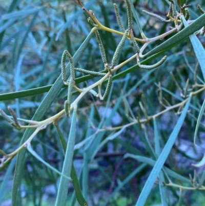 Acacia doratoxylon (Currawang) at Cocoparra National Park - 23 Jun 2024 by Tapirlord