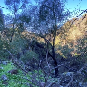 Acacia doratoxylon at Cocoparra National Park - 23 Jun 2024