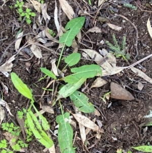 Rumex brownii at Cocoparra National Park - 23 Jun 2024