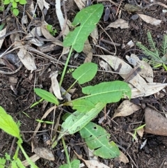 Rumex brownii at Cocoparra National Park - 23 Jun 2024