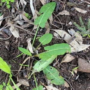 Rumex brownii at Cocoparra National Park - 23 Jun 2024