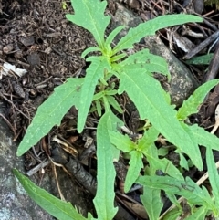 Sigesbeckia australiensis at Cocoparra National Park - 23 Jun 2024 01:11 PM