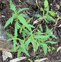 Sigesbeckia australiensis at Cocoparra National Park - 23 Jun 2024 01:11 PM
