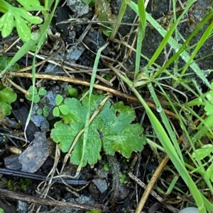 Hydrocotyle laxiflora at Cocoparra National Park - 23 Jun 2024