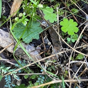 Hydrocotyle laxiflora at Cocoparra National Park - 23 Jun 2024