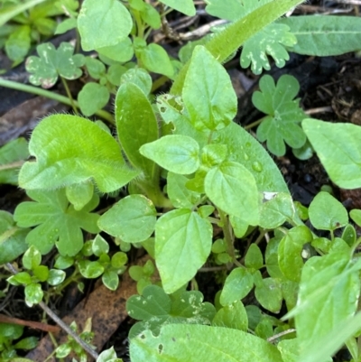 Parietaria debilis (Forest Pellitory) at Cocoparra National Park - 23 Jun 2024 by Tapirlord