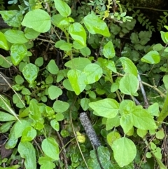 Parietaria debilis at Cocoparra National Park - 23 Jun 2024