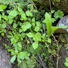 Parietaria debilis at Cocoparra National Park - 23 Jun 2024