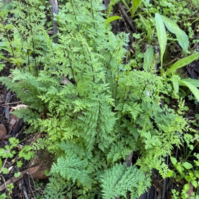 Cheilanthes austrotenuifolia (Rock Fern) at Cocoparra National Park - 23 Jun 2024 by Tapirlord