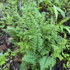 Cheilanthes austrotenuifolia at Cocoparra National Park - 23 Jun 2024