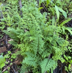 Cheilanthes austrotenuifolia at Cocoparra National Park - 23 Jun 2024