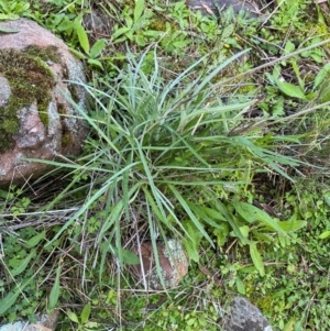 Senecio quadridentatus at Cocoparra National Park - 23 Jun 2024