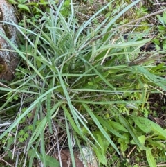 Senecio quadridentatus at Cocoparra National Park - 23 Jun 2024