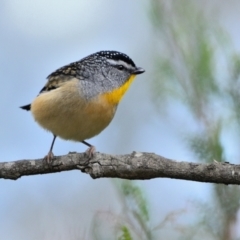 Pardalotus punctatus (Spotted Pardalote) at Wollondilly Local Government Area - 7 Jul 2024 by Freebird