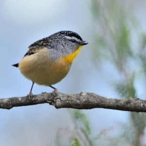 Pardalotus punctatus at Wollondilly Local Government Area - 7 Jul 2024