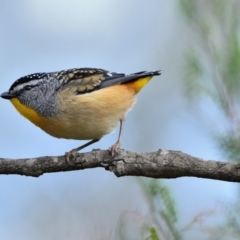 Pardalotus punctatus at Wollondilly Local Government Area - 7 Jul 2024