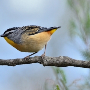 Pardalotus punctatus at Wollondilly Local Government Area - 7 Jul 2024