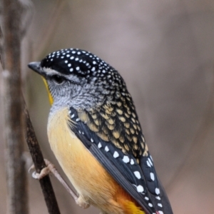 Pardalotus punctatus at Wollondilly Local Government Area - 7 Jul 2024