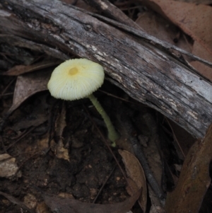 Leucocoprinus birnbaumii at Narooma, NSW - 16 Apr 2024