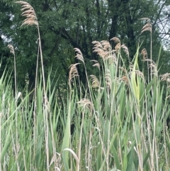 Phragmites australis (Common Reed) at QPRC LGA - 31 Dec 2023 by JaneR