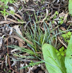 Lomandra filiformis subsp. coriacea at Cocoparra National Park - 23 Jun 2024