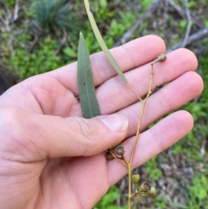 Eucalyptus melliodora at Yenda, NSW - 23 Jun 2024 01:08 PM