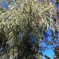 Eucalyptus melliodora at Yenda, NSW - 23 Jun 2024