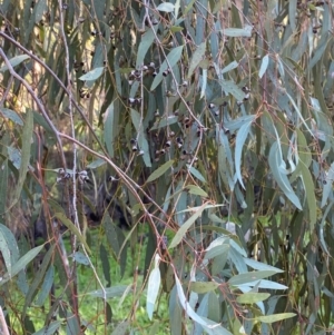 Eucalyptus melliodora at Yenda, NSW - 23 Jun 2024