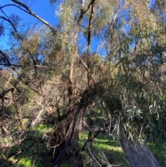 Eucalyptus melliodora at Yenda, NSW - 23 Jun 2024 01:08 PM