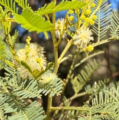 Acacia deanei subsp. paucijuga (Green Wattle) at Cocoparra National Park - 23 Jun 2024 by Tapirlord