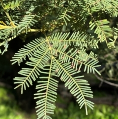 Acacia deanei subsp. paucijuga at Cocoparra National Park - 23 Jun 2024