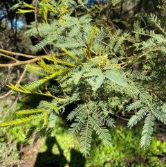 Acacia deanei subsp. paucijuga at Cocoparra National Park - 23 Jun 2024