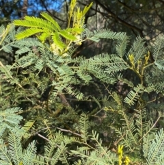 Acacia deanei subsp. paucijuga at Cocoparra National Park - 23 Jun 2024