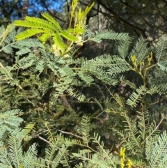Acacia deanei subsp. paucijuga at Cocoparra National Park - 23 Jun 2024 01:08 PM