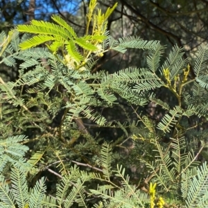 Acacia deanei subsp. paucijuga at Cocoparra National Park - 23 Jun 2024