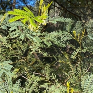 Acacia deanei subsp. paucijuga at Cocoparra National Park - 23 Jun 2024 01:08 PM