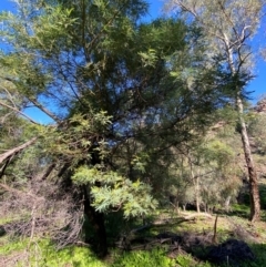 Acacia deanei subsp. paucijuga at Cocoparra National Park - 23 Jun 2024