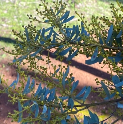 Acacia decora (Showy Wattle) at Cocoparra National Park - 23 Jun 2024 by Tapirlord