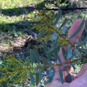 Acacia decora at Cocoparra National Park - 23 Jun 2024 01:06 PM