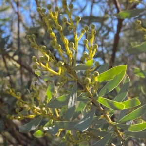 Acacia decora at Cocoparra National Park - 23 Jun 2024 01:06 PM